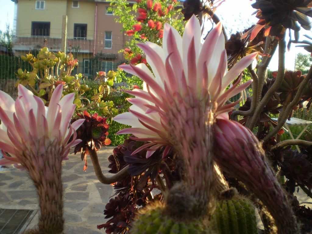 Marrùbiu Il Giardino Di Emilio Bed & Breakfast エクステリア 写真